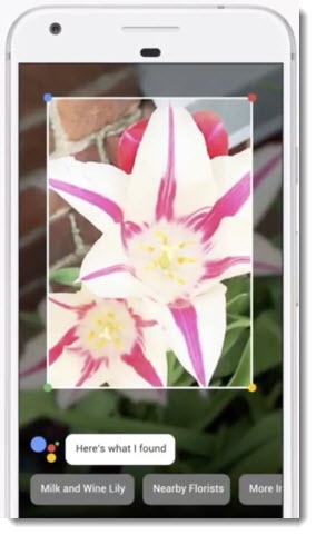 Google Lens - identify a flower