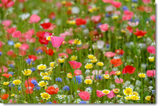 Spring wildflowers & a strained analogy to Windows shortcuts